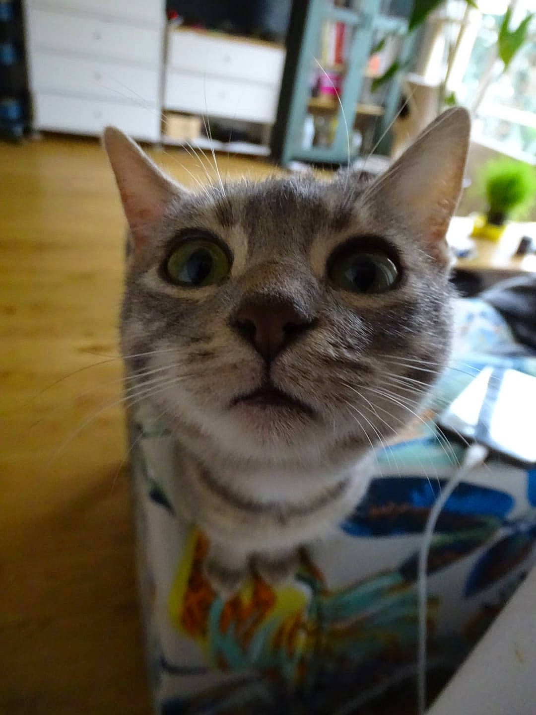 Hestia a rejoint le concours — aidez-le/la à gagner de superbes lots ! aegean_cat, american_shorthair, american_wirehair, asian, australian_mist, carnivore, cat, domestic_short_haired_cat, european_shorthair, fawn, felidae, kitten, mammal, singapura, small_to_medium_sized_cats, snout, tabby_cat, vertebrate, whiskers