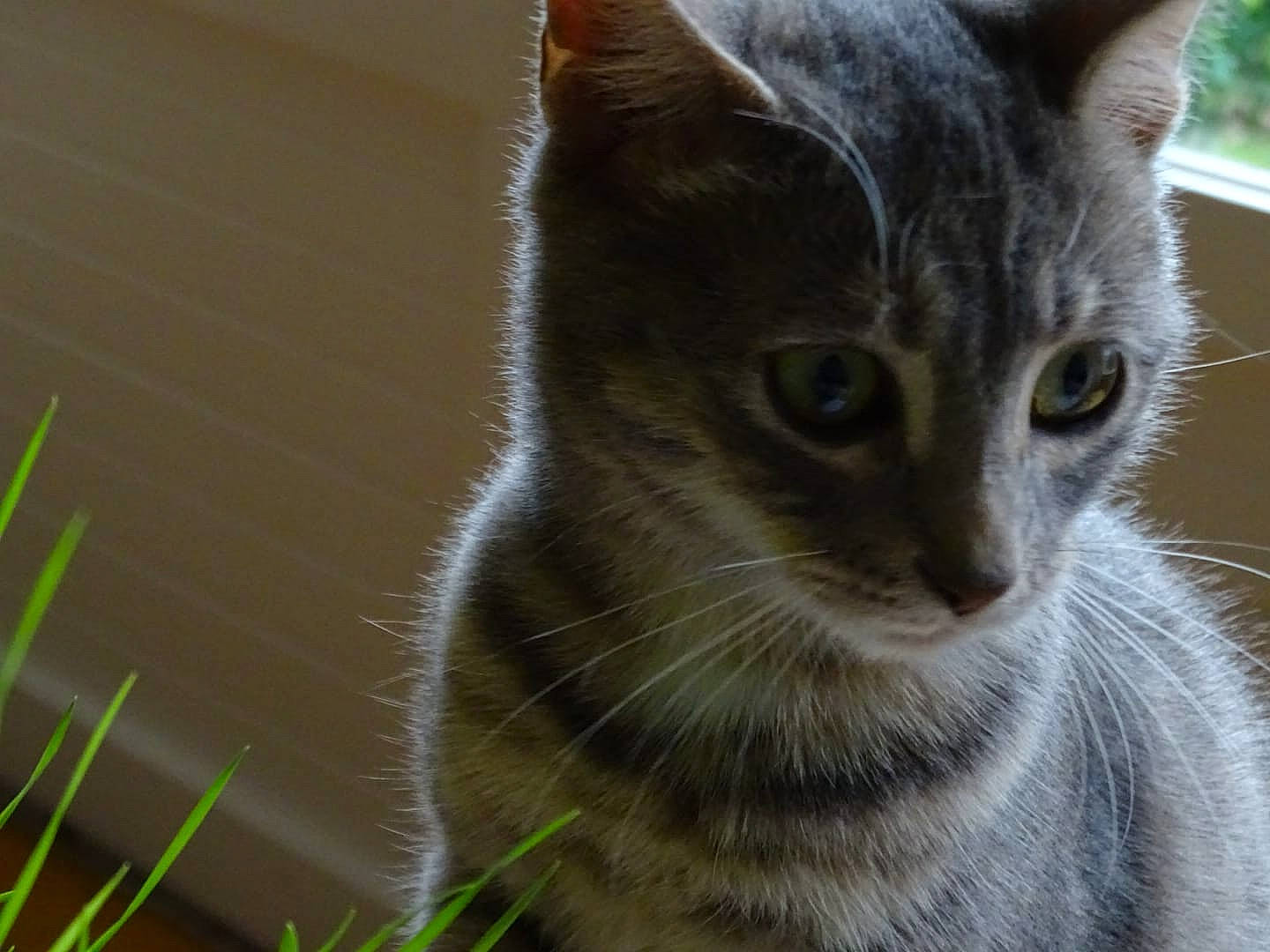 Hestia participe au concours pour gagner de l'argent avec cette photo : aegean_cat, american_wirehair, asian, australian_mist, carnivore, cat, close_up, domestic_short_haired_cat, european_shorthair, eye, felidae, fur, grass, kitten, mammal, small_to_medium_sized_cats, snout, tabby_cat, whiskers