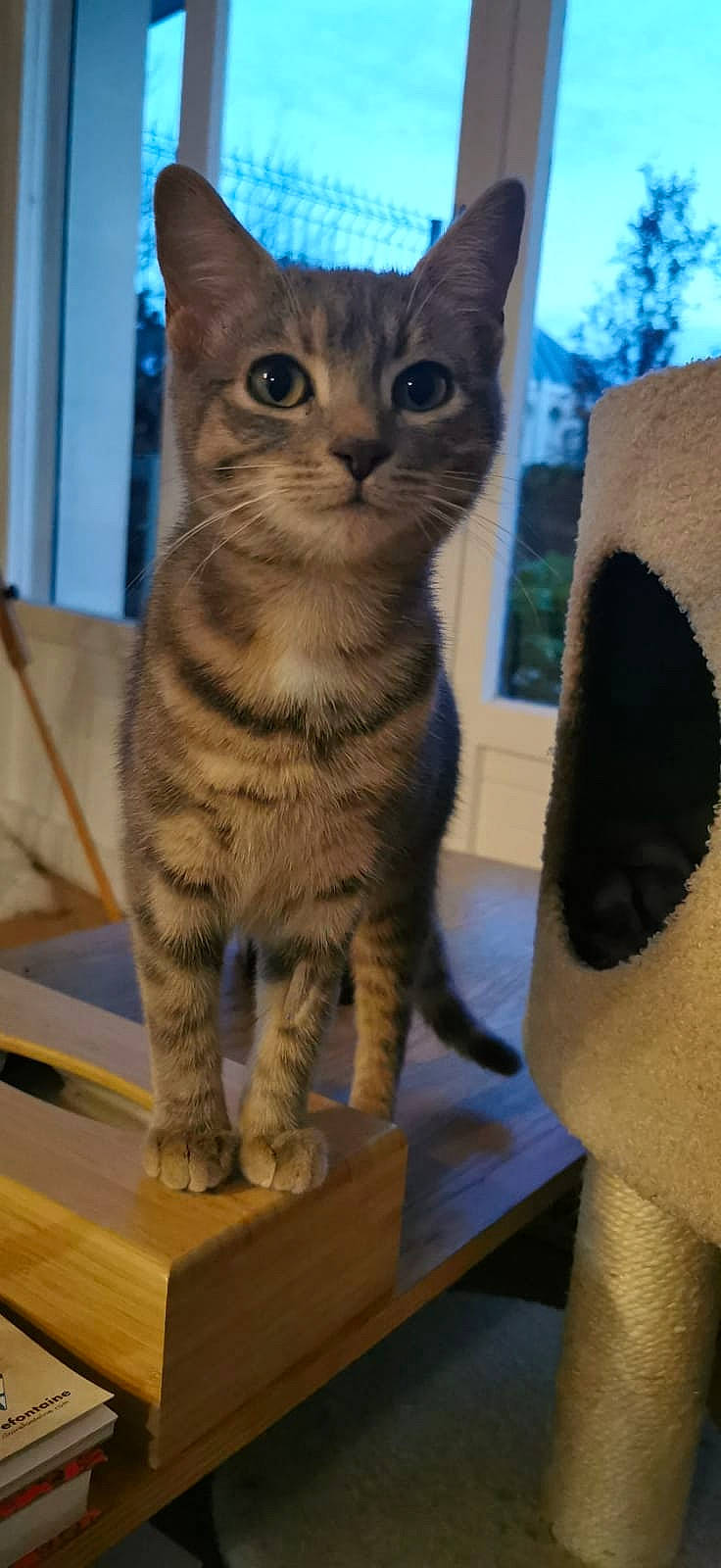 Hestia participe au concours pour gagner de l'argent avec cette photo : aegean_cat, american_shorthair, arabian_mau, asian, australian_mist, california_spangled, carnivore, cat, domestic_short_haired_cat, european_shorthair, fawn, felidae, german_rex, kitten, mammal, pixie_bob, small_to_medium_sized_cats, tabby_cat, vertebrate, whiskers