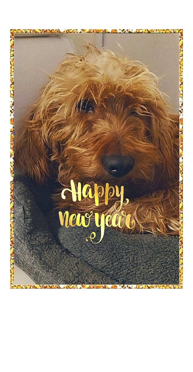 Lewis a rejoint le concours — aidez-le/la à gagner de superbes lots ! brown, canidae, carnivore, companion_dog, dog, dog_breed, dog_supply, labradoodle, liver, non_sporting_group, pet_supply, rectangle, small_terrier, sporting_group, terrier, toy_dog, vertebrate, water_dog, working_animal, working_dog