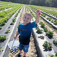 Jacob is registered to the contest to win money with this photo: agriculture, boy, bucket, casual_clothing, child, daylight, field, fruit, greenery, happy, holding, nature, outdoor, plants, rows, shorts, smiling, sneakers, strawberry, sunny