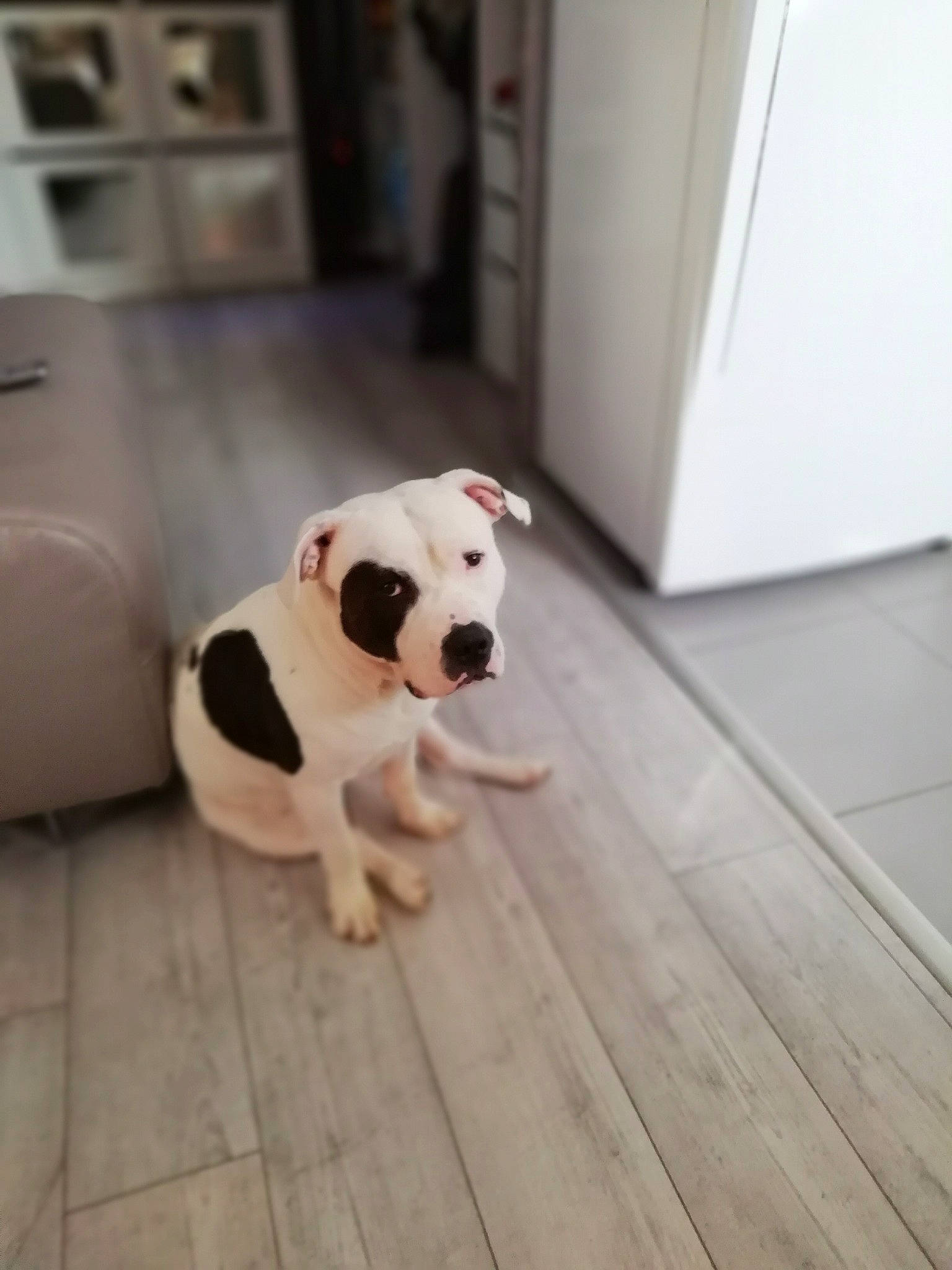 Jaguar participe au concours pour gagner de l'argent avec cette photo : american_bulldog, bulldog, canidae, carnivore, companion_dog, dog, dog_breed, fawn, floor, flooring, french_bulldog, hardwood, mammal, non_sporting_group, pit_bull, puppy, rare_breed_dog, sporting_group, valley_bulldog, wood