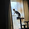 animal, cat, cat_tree, curious, curtains, daylight, domestic, feline, gray, home, indoor, looking_out, peaceful, pet, quiet, shadows, soft_light, vertical, white, window