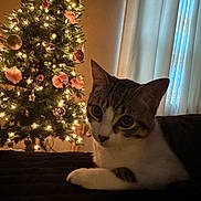 Luna is registered to the contest to win money with this photo: animal, cat, christmas_lights, christmas_tree, cozy, curtains, decorations, domestic_cat, festive, furniture, holiday, holiday_decor, indoor, lights, ornaments, pet, relaxing, soft_light, tabby_cat, window