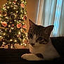 animal, cat, christmas_lights, christmas_tree, cozy, curtains, decorations, domestic_cat, festive, furniture, holiday, holiday_decor, indoor, lights, ornaments, pet, relaxing, soft_light, tabby_cat, window