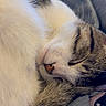 Luna joined the competition — help win amazing prizes! animal, cat, closeup, comfort, cozy, cute, cute_pet, domestic_cat, face, feline, fur, indoor, nap, peaceful, pet, relaxation, resting, sleeping, soft, whiskers