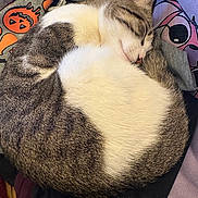 Luna joined the competition — help win amazing prizes! cartoon, cat, clothing, cozy, curled_up, cute, fabric, fur, gray, halloween, hoodie, indoor, pet, pumpkin, relaxed, resting, sleeping, soft, tabby, white