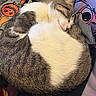 cartoon, cat, clothing, cozy, curled_up, cute, fabric, fur, gray, halloween, hoodie, indoor, pet, pumpkin, relaxed, resting, sleeping, soft, tabby, white