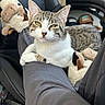 animal, cat, chair, close_up, cozy, domestic, furniture, hat, indoor, leg, living_space, office_chair, person, pet, plush_toy, relaxed, resting, stuffed_animal, tabby_cat, white_and_gray