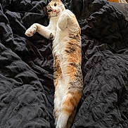 Daisy joined the competition — help win amazing prizes! cat, calico_cat, feline, pet, animal, lying_down, belly_up, relaxed, playful, whiskers, ears, eyes, paws, fur, orange_fur, white_fur, black_fur, bed, blanket, indoors