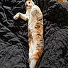 animal, bed, belly_up, black_fur, blanket, calico_cat, cat, ears, eyes, feline, fur, indoors, lying_down, orange_fur, paws, pet, playful, relaxed, whiskers, white_fur