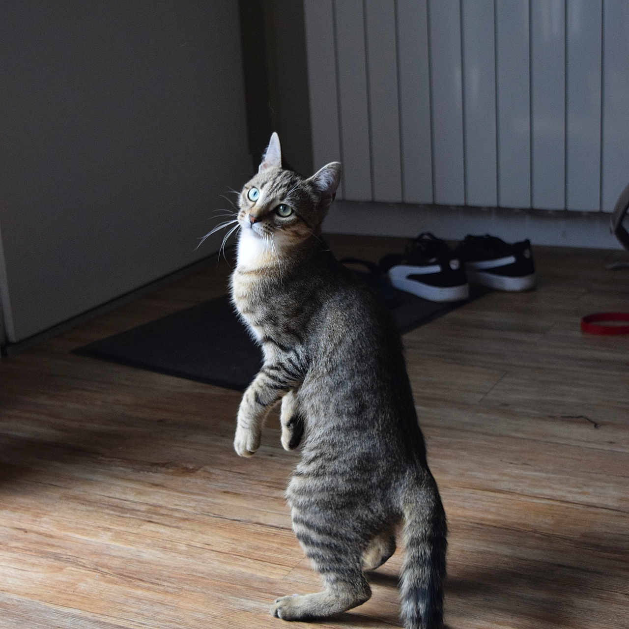 Svanna participe au concours pour gagner de l'argent avec cette photo : animal, cat, curious, domestic, ears, feline, flooring, indoor, light, looking_up, mat, pet, radiator, shadow, sneakers, standing, tabby_cat, tail, whiskers, wooden_floor
