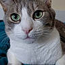 Uno participe au concours pour gagner de l'argent avec cette photo : animal, beige_background, blue_blanket, calm, cat, close_up, curious, cute, domestic_cat, feline, fur, green_eyes, indoor, looking_at_camera, pet, pink_nose, portrait, resting, soft_texture, whiskers