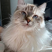 Nova is registered to the contest to win money with this photo: cat, fluffy, blue_eyes, indoor, pet, whiskers, feline, close_up, soft_light, fur, cute, domestic_cat, portrait, animal, cozy, relaxed, bed, resting, mammal, looking