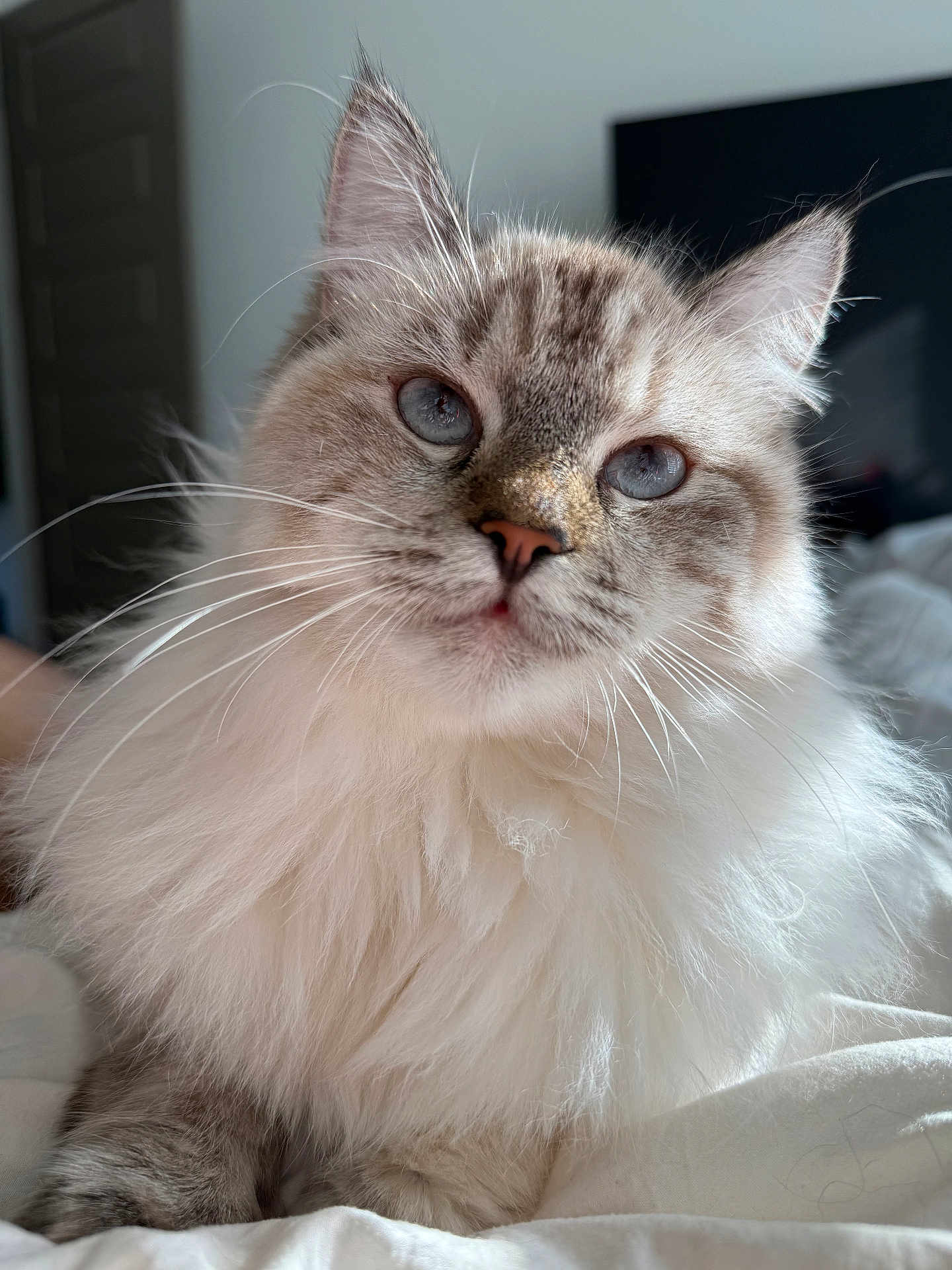 Nova is registered to the contest to win money with this photo: cat, fluffy, blue_eyes, indoor, pet, whiskers, feline, close_up, soft_light, fur, cute, domestic_cat, portrait, animal, cozy, relaxed, bed, resting, mammal, looking