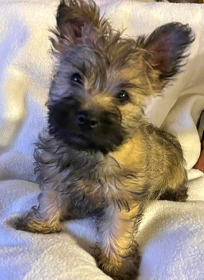 Frankie