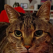Tigro participe au concours pour gagner de l'argent avec cette photo : cat, tabby, feline, pet, animal, close_up, portrait, face, eyes, whiskers, ears, fur, striped_fur, indoors, living_room, blanket, red_blanket, television, sitting, alert