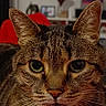 cat, tabby, feline, pet, animal, close_up, portrait, face, eyes, whiskers, ears, fur, striped_fur, indoors, living_room, blanket, red_blanket, television, sitting, alert