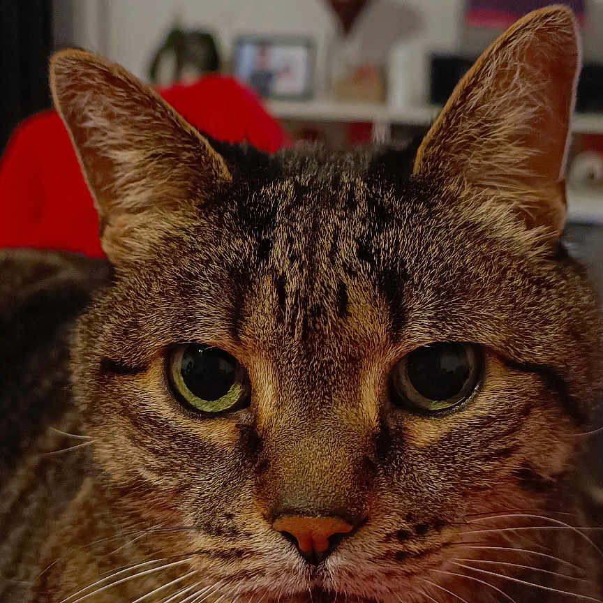 Tigro participe au concours pour gagner de l'argent avec cette photo : cat, tabby, feline, pet, animal, close_up, portrait, face, eyes, whiskers, ears, fur, striped_fur, indoors, living_room, blanket, red_blanket, television, sitting, alert