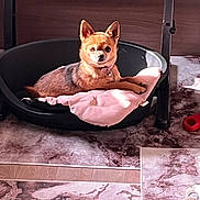 Hip-Hop participe au concours pour gagner de l'argent avec cette photo : alert, chihuahua, collar, cozy, dog, ears_up, floor, indoor, living_room, looking_at_camera, marble_flooring, metal_table_leg, pet_bed, pink_pillow, portrait, red_toy, relaxed, small_dog, stuffed_toy, wood_paneling