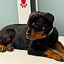 animal, black, brown, collar, cute, dog, domestic_animal, ears, fur, indoor, looking_away, lying_down, mammal, nose, paw_print, pet, puppy, rottweiler, table, young