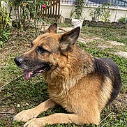 Heise participe au concours pour gagner de l'argent avec cette photo : dog, german_shepherd, grass, garden, plants, outdoor, pet, animal, canine, tongue_out, fur, ears, suburban, yard, relaxed, nature, daylight, mammal, resting, friendly