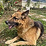 dog, german_shepherd, grass, garden, plants, outdoor, pet, animal, canine, tongue_out, fur, ears, suburban, yard, relaxed, nature, daylight, mammal, resting, friendly
