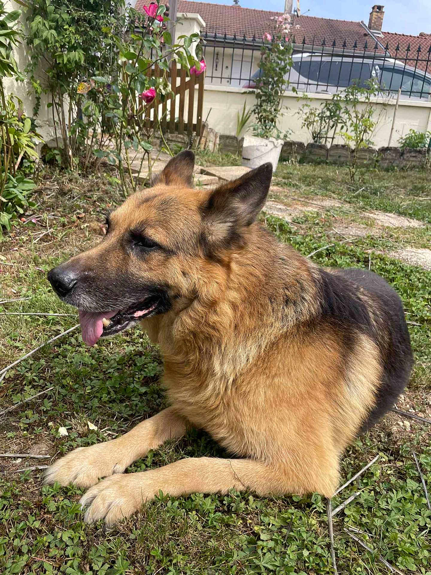 Heise participe au concours pour gagner de l'argent avec cette photo : dog, german_shepherd, grass, garden, plants, outdoor, pet, animal, canine, tongue_out, fur, ears, suburban, yard, relaxed, nature, daylight, mammal, resting, friendly