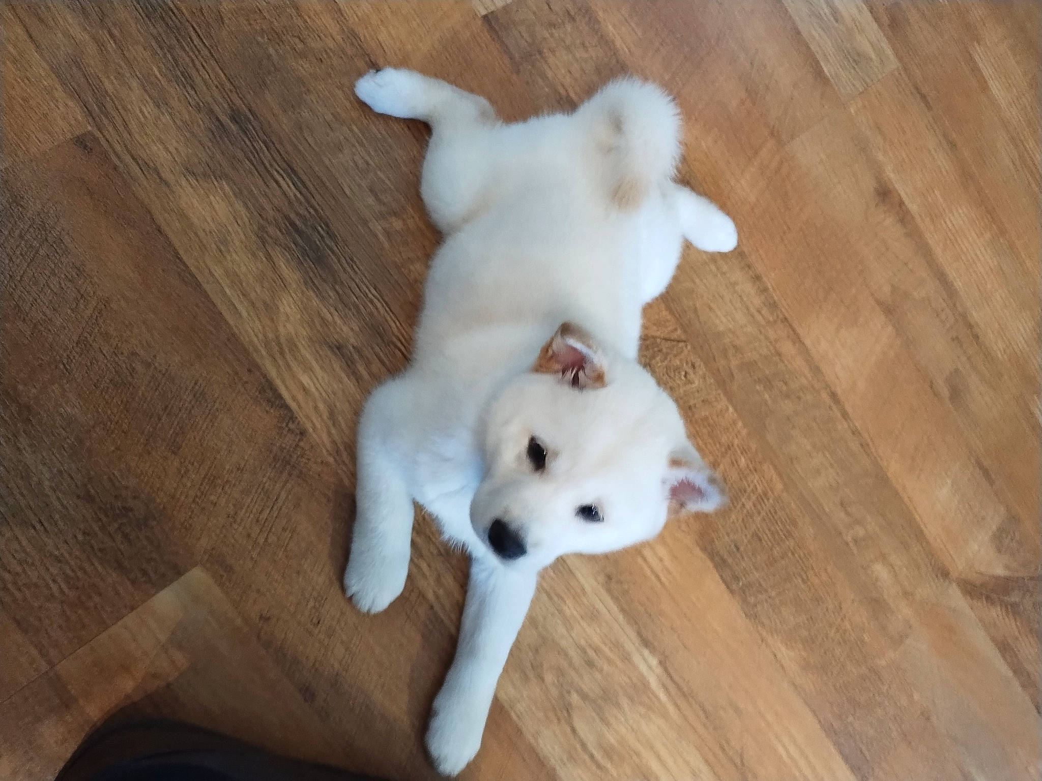 Princess joined the competition — help win amazing prizes! carnivore, companion_dog, dog, dog_breed, dog_supply, ear, fawn, felidae, flooring, fur, hardwood, paw, small_to_medium_sized_cats, snout, tail, toy, toy_dog, whiskers, wood, working_animal