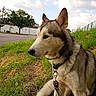 Bouboule a rejoint le concours — aidez-le/la à gagner de superbes lots ! dog, puppy, husky, siberian_husky, animal, pet, portrait, sitting, outdoors, grass, nature, collar, leash, ears, fur, canine, road, trees, fence, sky