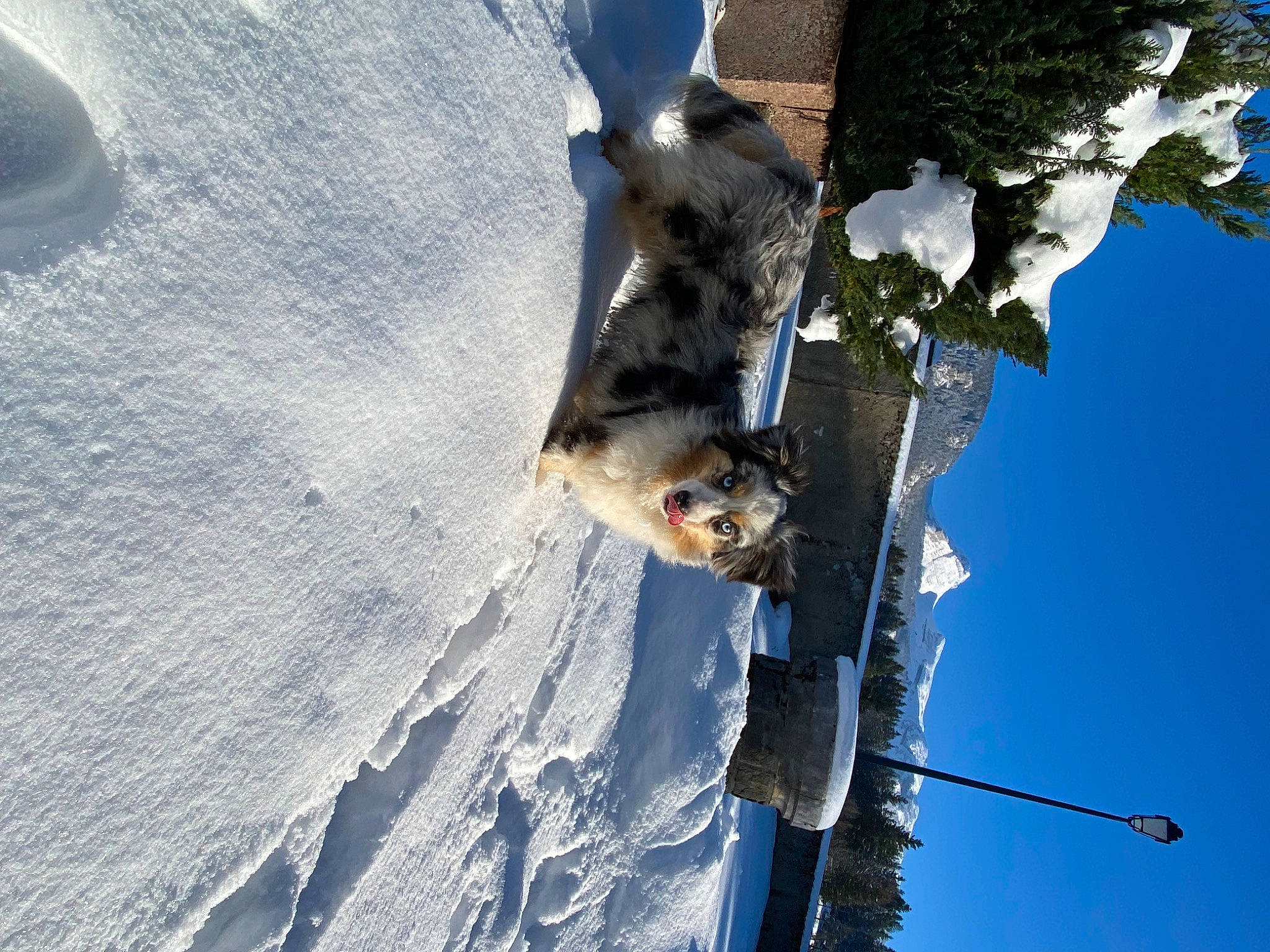 Tomy participe au concours pour gagner de l'argent avec cette photo : adventure, azure, dog, electric_blue, freezing, frost, glacial_landform, ice_cap, plant, recreation, reflection, sky, slope, snow, tree, trunk, twig, water, winter, wood