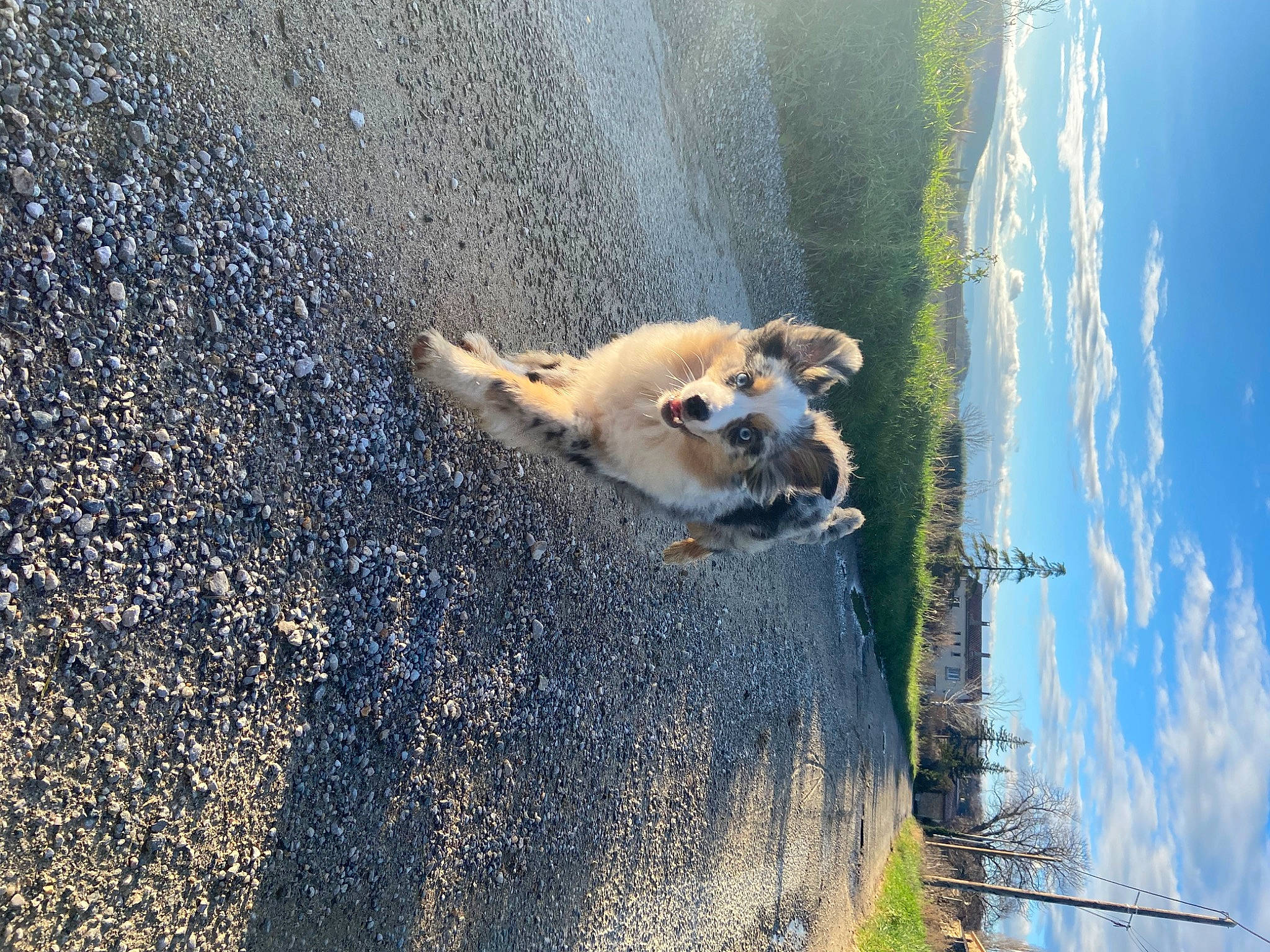 Tomy a rejoint le concours — aidez-le/la à gagner de superbes lots ! canidae, carnivore, cloud, companion_dog, dog, dog_breed, fawn, fur, grass, herding_dog, landscape, plant, sky, snout, spitz, sporting_group, tail, tree, water, wildlife