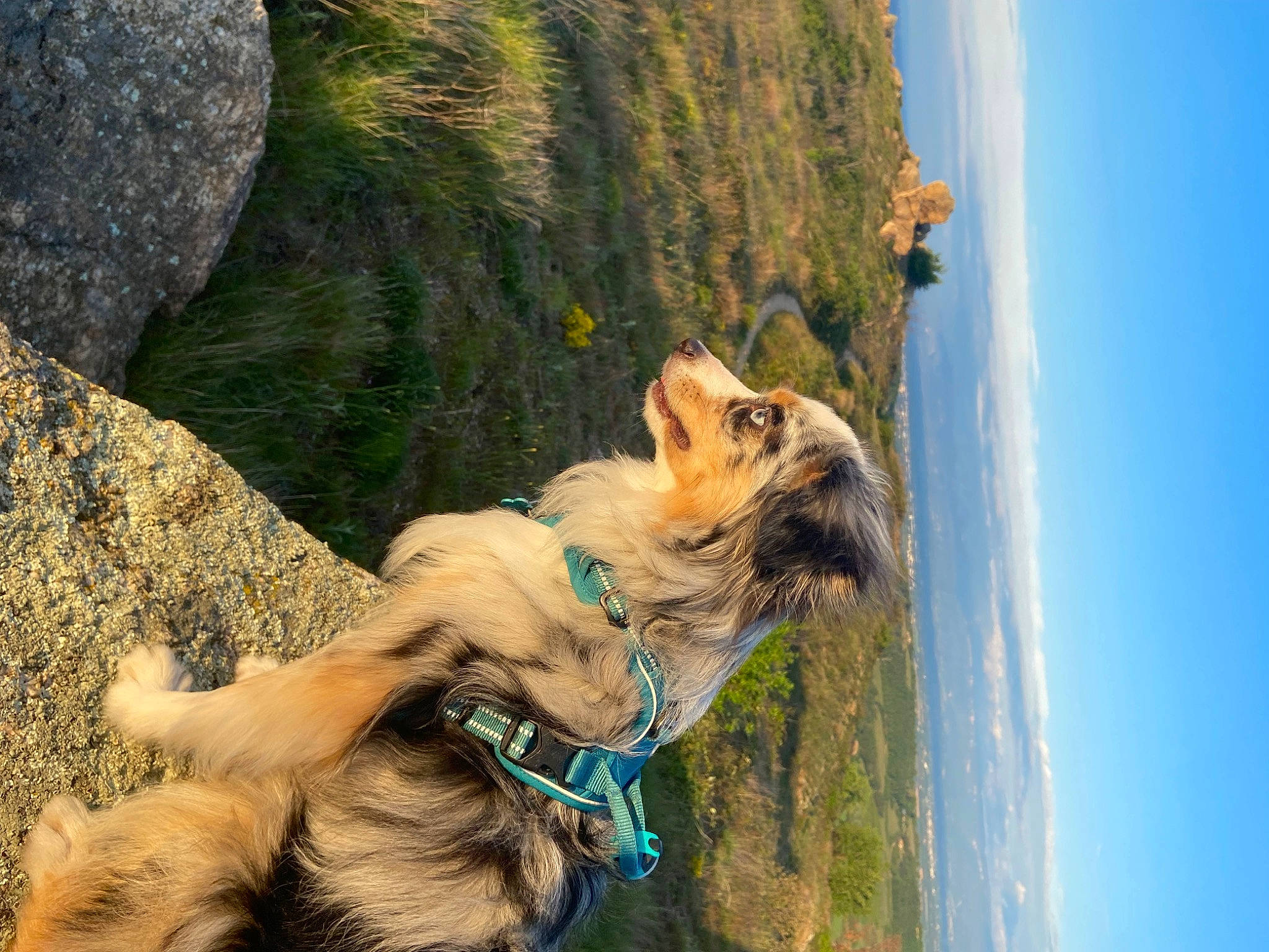 Tomy participe au concours pour gagner de l'argent avec cette photo : azure, blue, canidae, carnivore, collar, companion_dog, dog, dog_breed, dog_collar, electric_blue, fawn, leash, mountain, plant, recreation, rock, sky, sporting_group, tree, working_animal