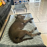 Zeena joined the competition — help win amazing prizes! brown_dog, couch, dog, dog_bed, furniture, head, home, indoors, leisure, living_room, paw, person, pet, picture_frame, relaxing, resting, shelf, sleeping, tail, tile_floor
