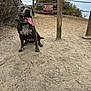 Zeena joined the competition — help win amazing prizes! animal, bushes, canine, closed_sign, dog, happy, leash, nature, outdoor, overcast_sky, pet, resting, sand, sign, sitting, smiling, tongue_out, trail, walking_path, wooden_post