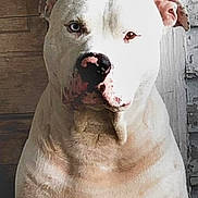 Outlaw joined the competition — help win amazing prizes! animal, blue_eye, brown_eye, canine, close_up, dog, face, fur, heterochromia, indoor, light, muscular, pet, portrait, serious, shadow, sitting, wall, white_dog, wooden_door