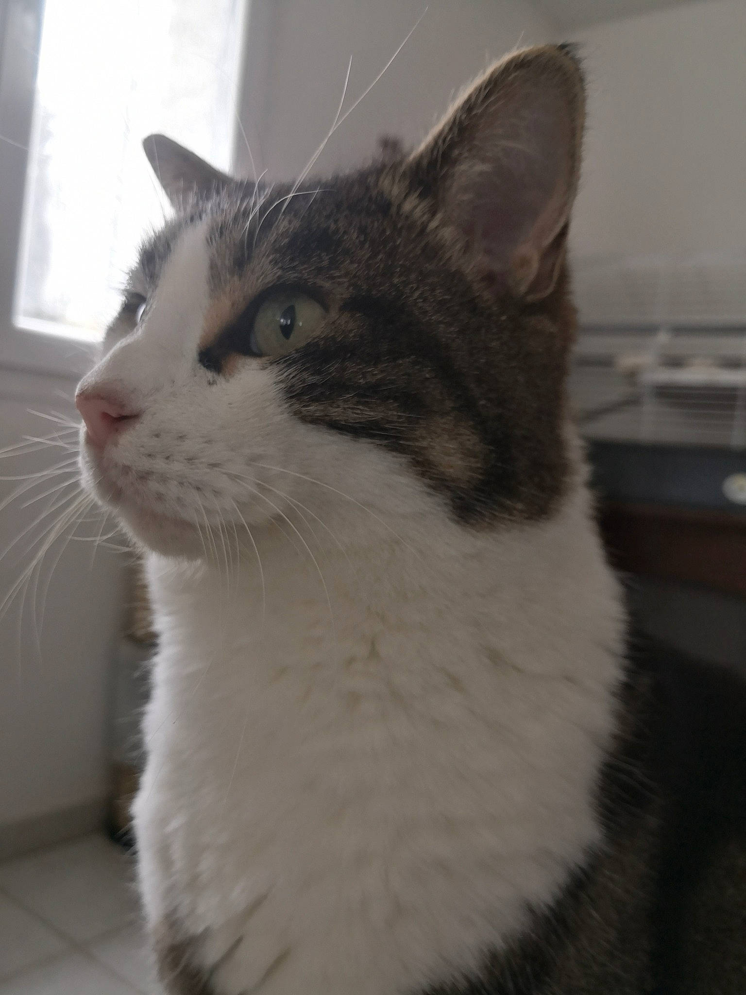 Bounty a rejoint le concours — aidez-le/la à gagner de superbes lots ! carnivore, cat, domestic_short_haired_cat, door, felidae, fur, monochrome_photography, small_to_medium_sized_cats, snout, tail, tree, whiskers, window