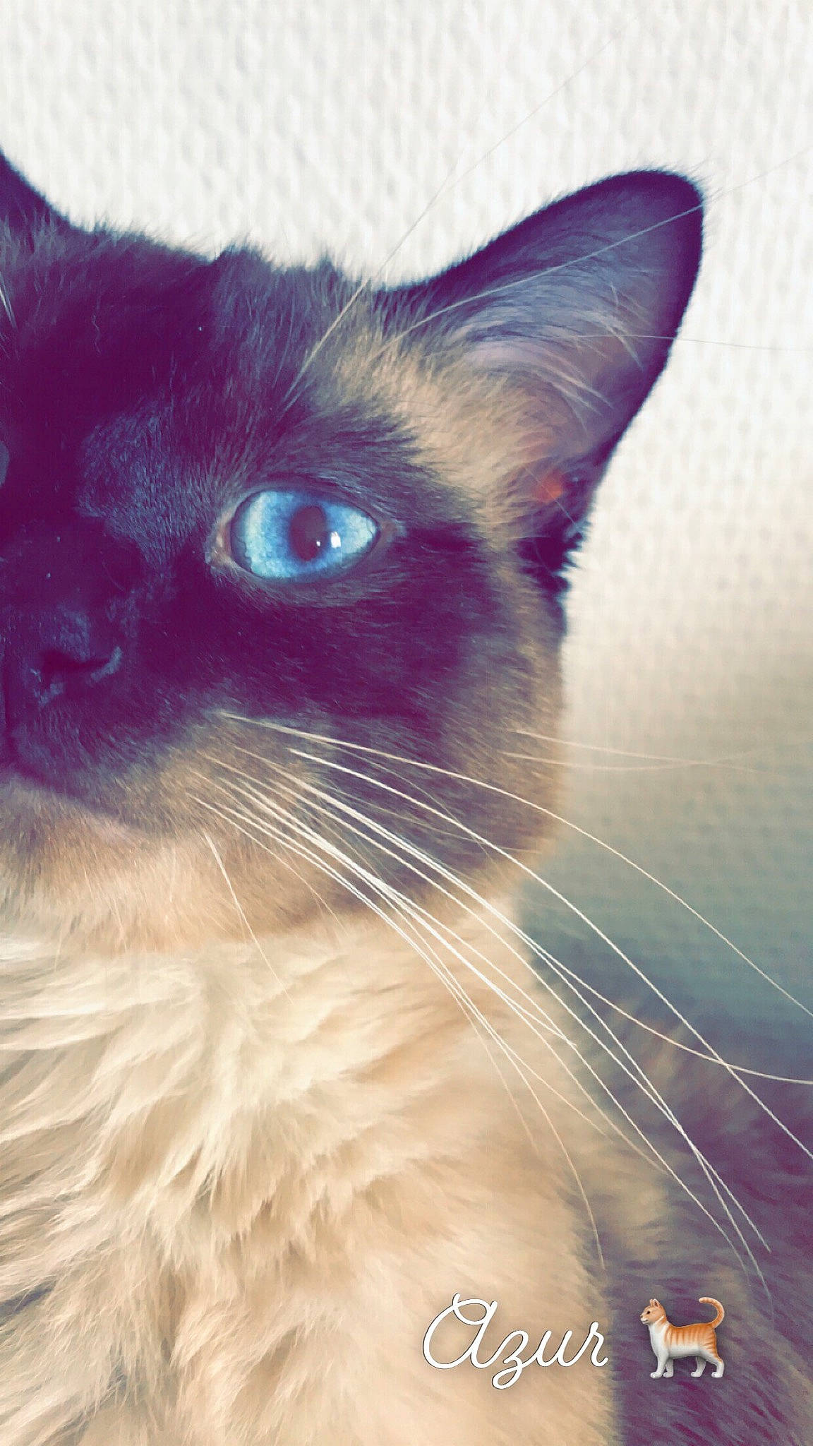 Azur participe au concours pour gagner de l'argent avec cette photo : balinese, burmese, carnivore, cat, close_up, eye, felidae, iris, javanese, kitten, mammal, nose, ojos_azules, siamese, small_to_medium_sized_cats, snout, thai, tonkinese, vertebrate, whiskers