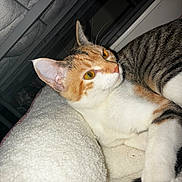 Princess joined the competition — help win amazing prizes! cat, calico, pet, animal, indoor, blanket, feline, fur, whiskers, ears, eyes, relaxing, cozy, soft, curious, closeup, portrait, domestic, cute, resting