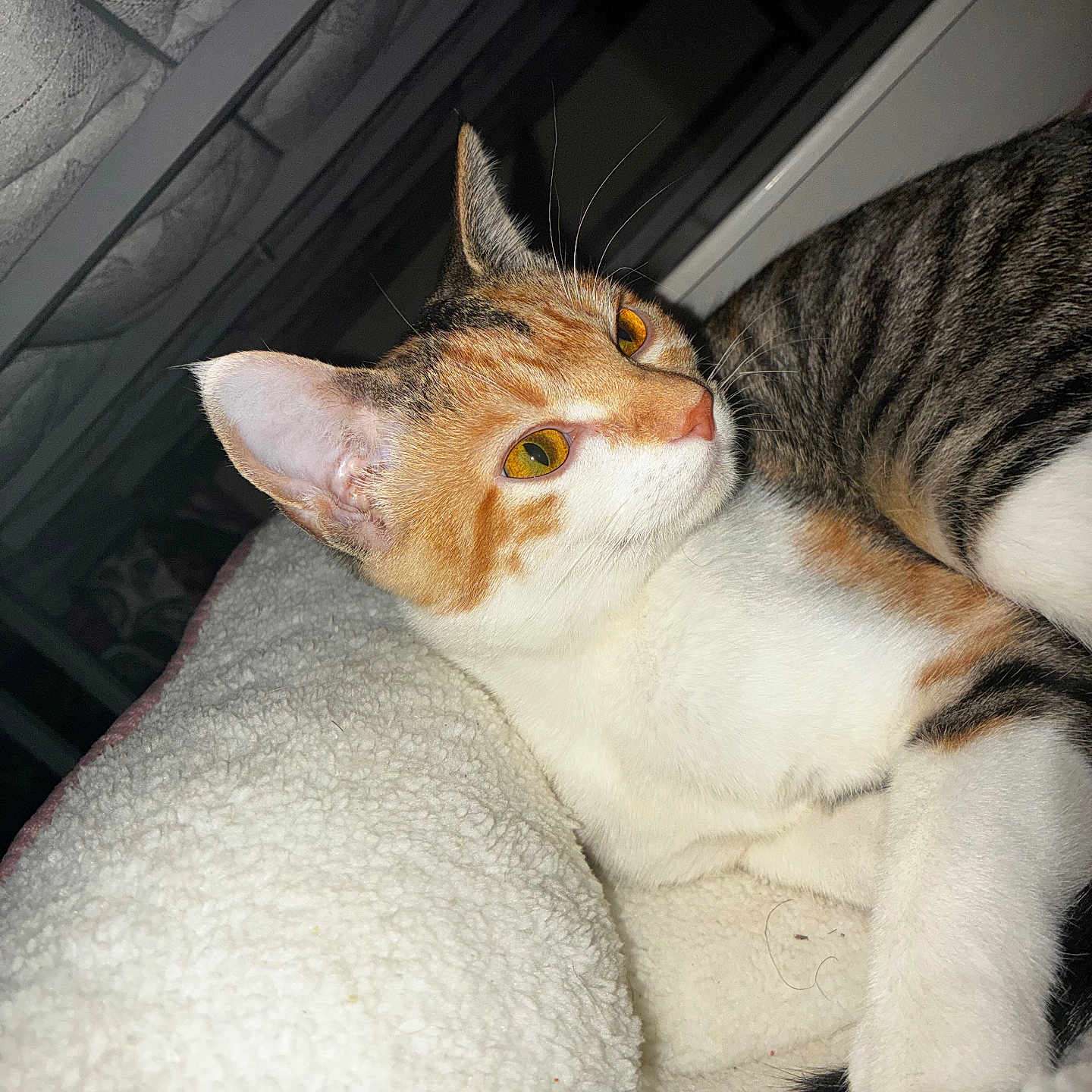 Princess joined the competition — help win amazing prizes! cat, calico, pet, animal, indoor, blanket, feline, fur, whiskers, ears, eyes, relaxing, cozy, soft, curious, closeup, portrait, domestic, cute, resting