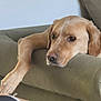 dog, labrador, golden_retriever, couch, furniture, indoor, pet, resting, relaxed, paw, head, animal, mammal, canine, companion, living_room, soft_light, brown_fur, portrait, calm