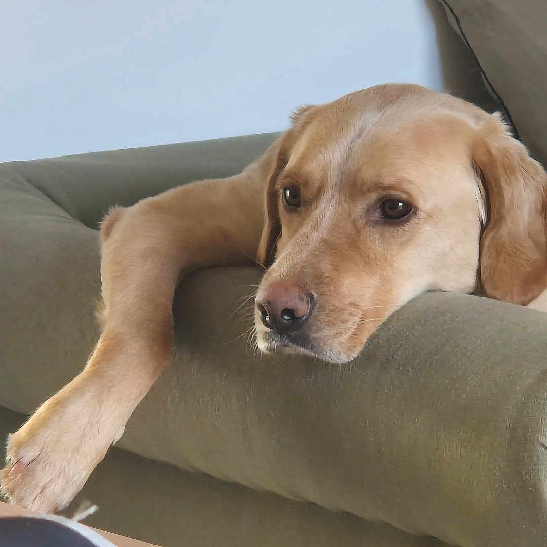 Lucky participe au concours pour gagner de l'argent avec cette photo : animal, brown_fur, calm, canine, companion, couch, dog, furniture, golden_retriever, head, indoor, labrador, living_room, mammal, paw, pet, portrait, relaxed, resting, soft_light