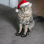 Coco is registered to the contest to win money with this photo: cat, tabby_cat, santa_hat, high_heels, carpet, indoor, pet, animal, feline, funny, cute, holiday, christmas, footwear, fashion, sitting, domestic, whiskers, fur, paws