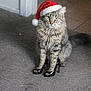 cat, tabby_cat, santa_hat, high_heels, carpet, indoor, pet, animal, feline, funny, cute, holiday, christmas, footwear, fashion, sitting, domestic, whiskers, fur, paws