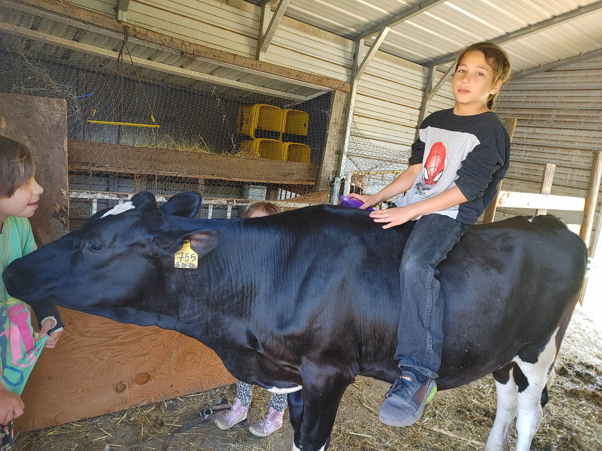 Atrayewe is registered to the contest to win money with this photo: animal_sports, bovine, bridle, bull, dairy, dairy_cow, entertainment, event, fun, hat, human_leg, landscape, livestock, person, public_event, smile, snout, sports, terrestrial_animal, tradition