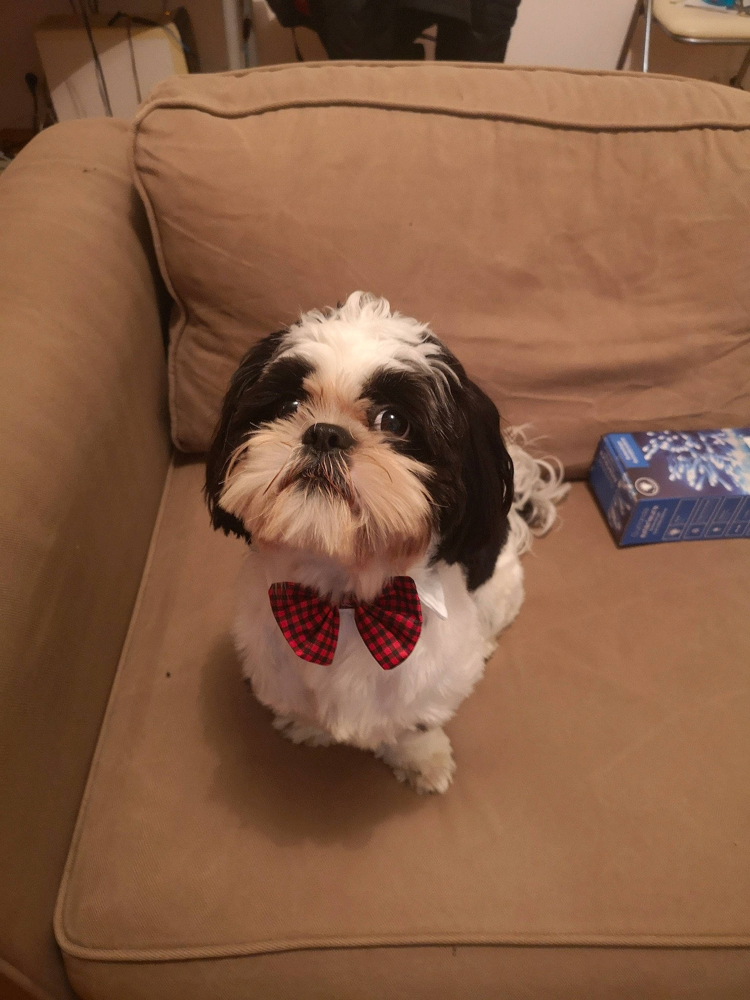 Kumo a rejoint le concours — aidez-le/la à gagner de superbes lots ! canidae, carnivore, chinese_imperial_dog, companion_dog, dog, dog_breed, kyi_leo, lhasa_apso, lowchen, maltepoo, mammal, non_sporting_group, petit_basset_griffon_vendeen, puppy, rare_breed_dog, shih_tzu, snout, sporting_group, toy_dog, vertebrate