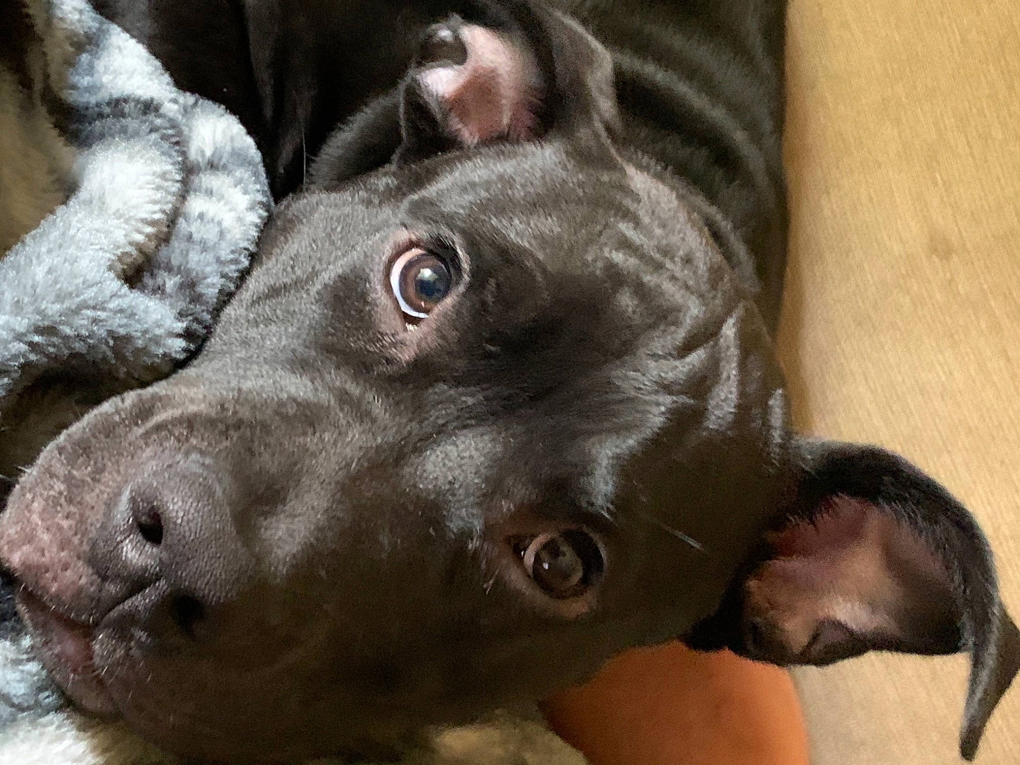 Jiraiya joined the competition — help win amazing prizes! american_pit_bull_terrier, canidae, carnivore, dog, dog_breed, mammal, non_sporting_group, nose, snout, sporting_group, vertebrate