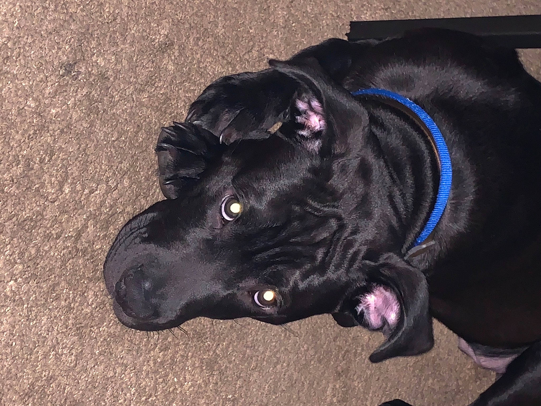 Jiraiya joined the competition — help win amazing prizes! bandog, borador, cane_corso, canidae, carnivore, dog, dog_breed, dog_collar, guard_dog, mammal, snout, sporting_group