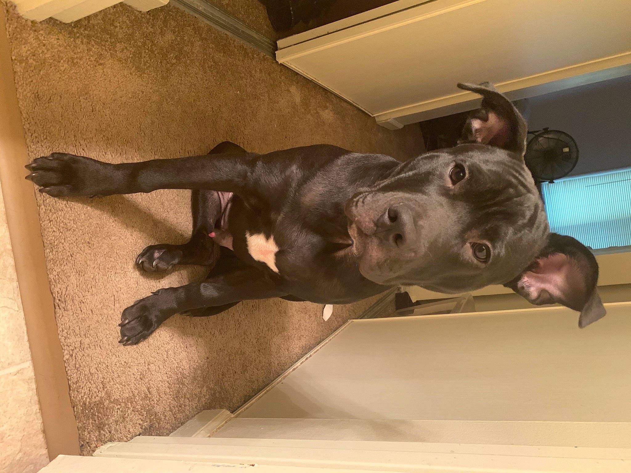 Jiraiya joined the competition — help win amazing prizes! fun, leg, muscle, sporting_group