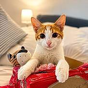 Mr.bojangles joined the competition — help win amazing prizes! cat, orange_cat, white_cat, pet, animal, portrait, indoors, bedroom, bed, pillows, cardboard_box, packaging, red_wrapper, plush_toy, wide_eyes, ears, whiskers, sitting, cute, home